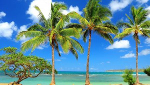 palm-tree beaches